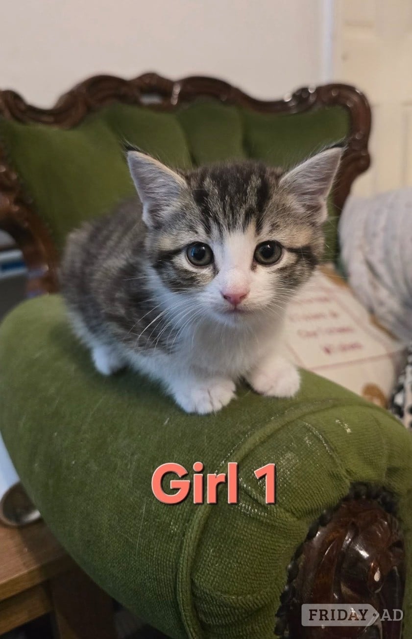 Kittens ready now mixed boys boys n girls  - Cats & Kittens in Worthing