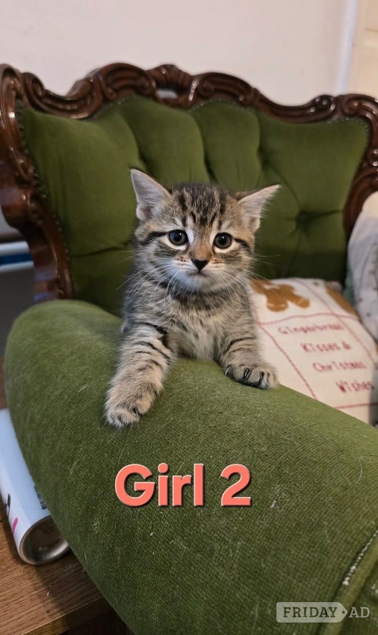 Kittens ready now mixed boys boys n girls  - Cats & Kittens
