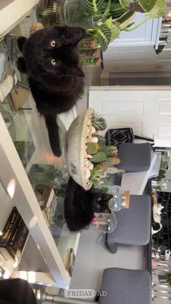 2 mixed persian/ English kittens 