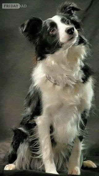 Pet Lovers Community for Meaningful Connections in Aberdeen