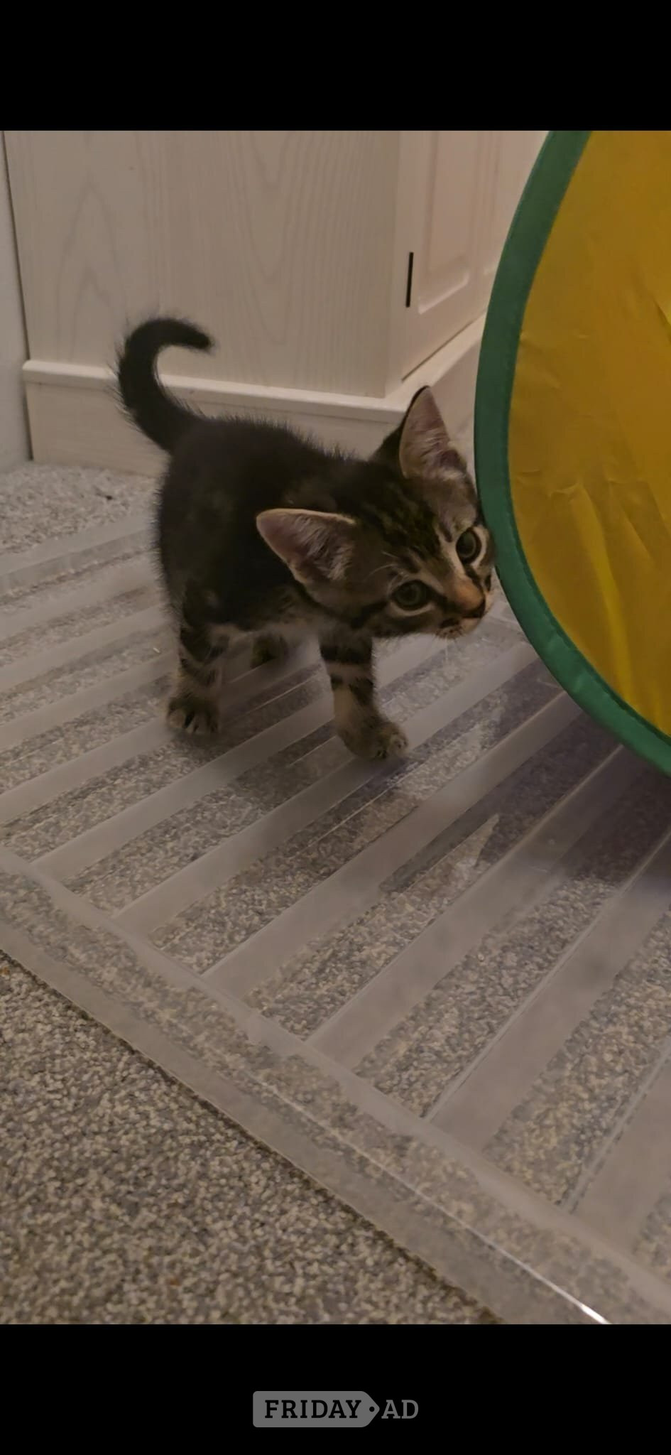 Male kitten for sale in Worthing