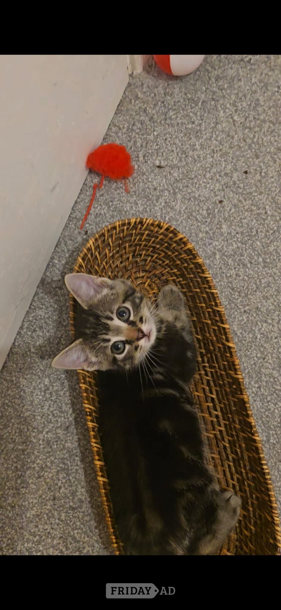 Male kitten for sale