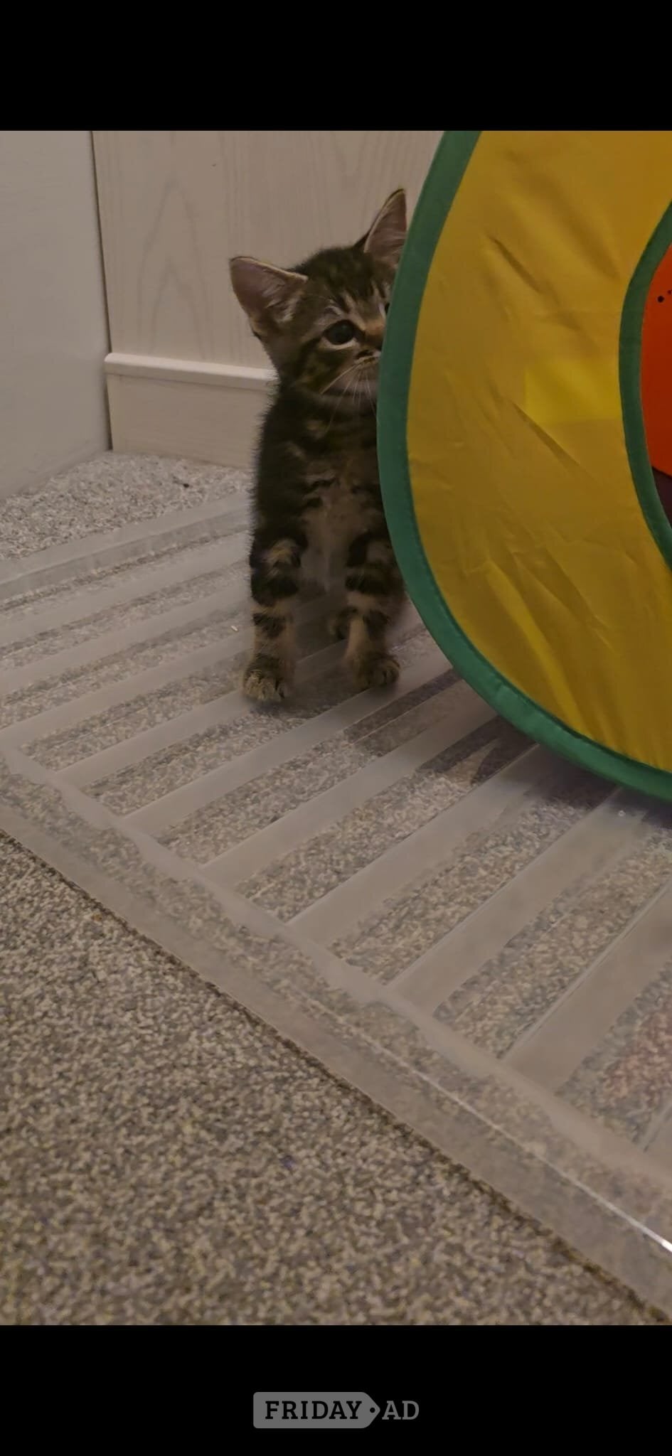 Worthing Male kitten for sale