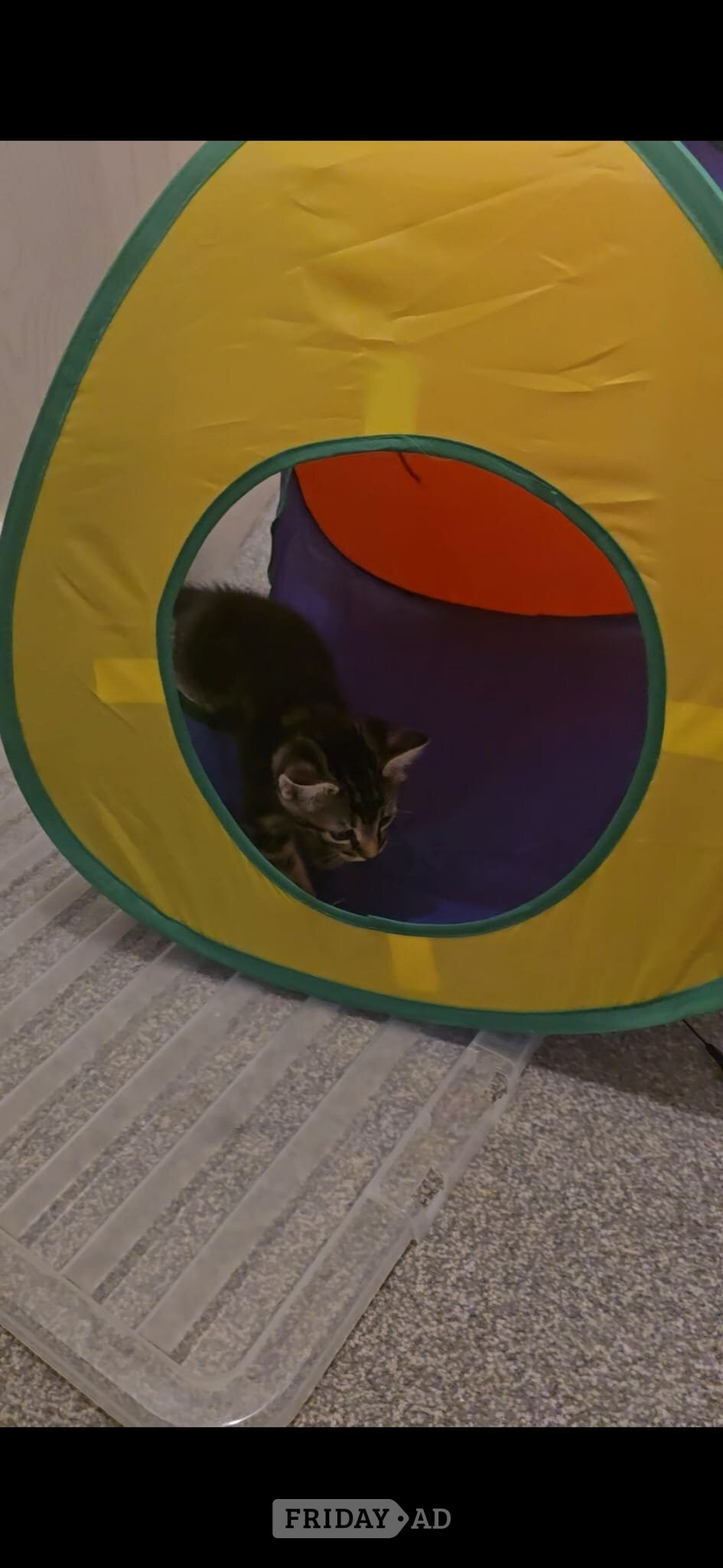 Male kitten for sale - Cats & Kittens in Worthing