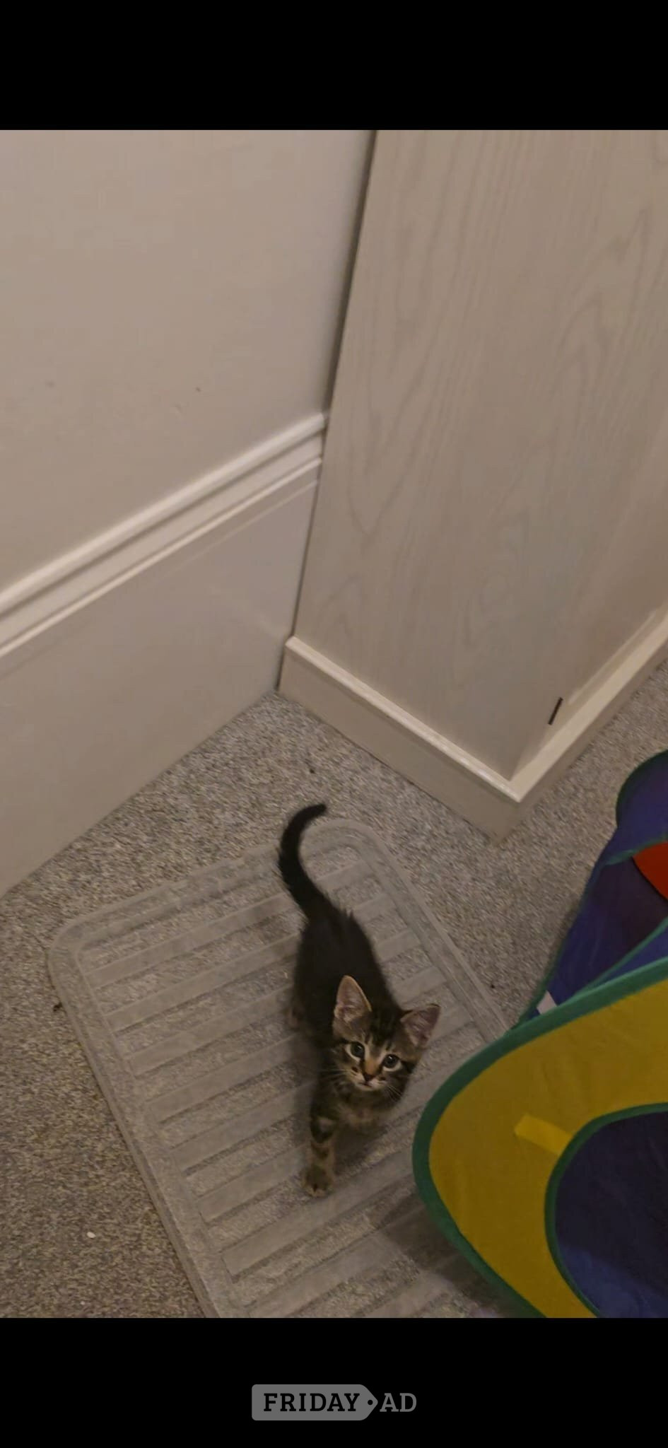 Male kitten for sale - Cats & Kittens