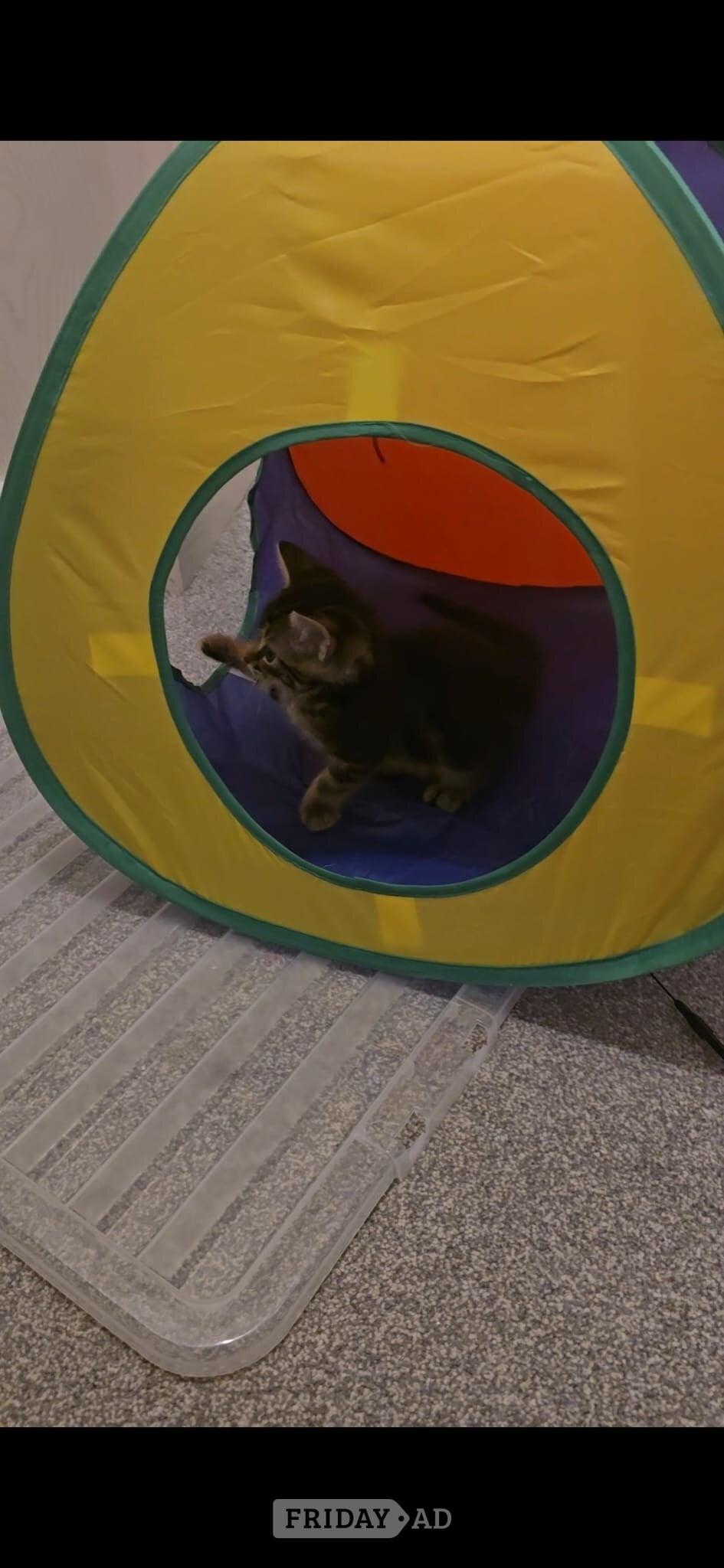 Worthing Bengal X Male and female kittens 