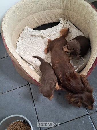 Beautiful long haired Dachshund puppies