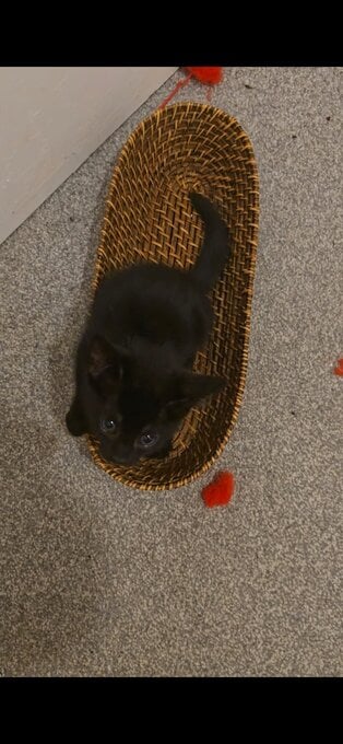 Female Bengal cross kitten