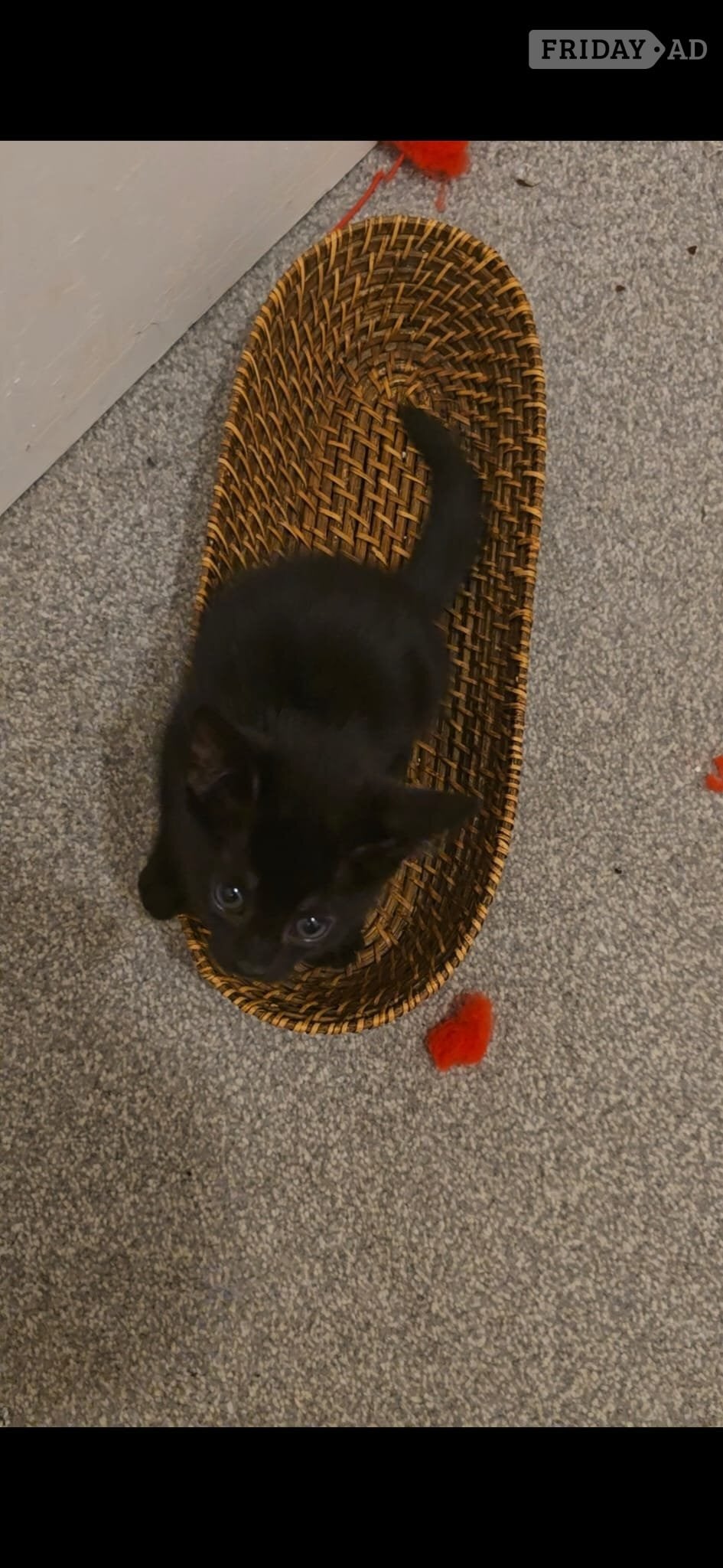 Female Bengal cross kitten in Worthing