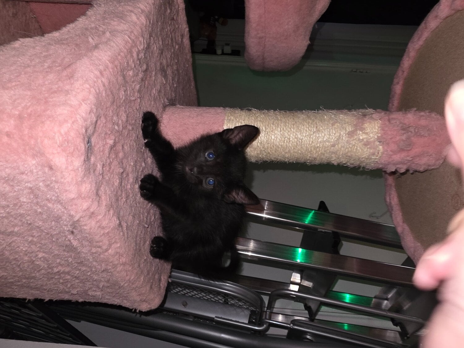 Female Bengal cross kitten - Cats & Kittens in Worthing