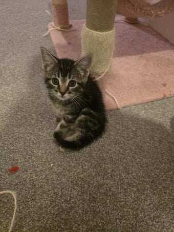 Female Bengal x kittens