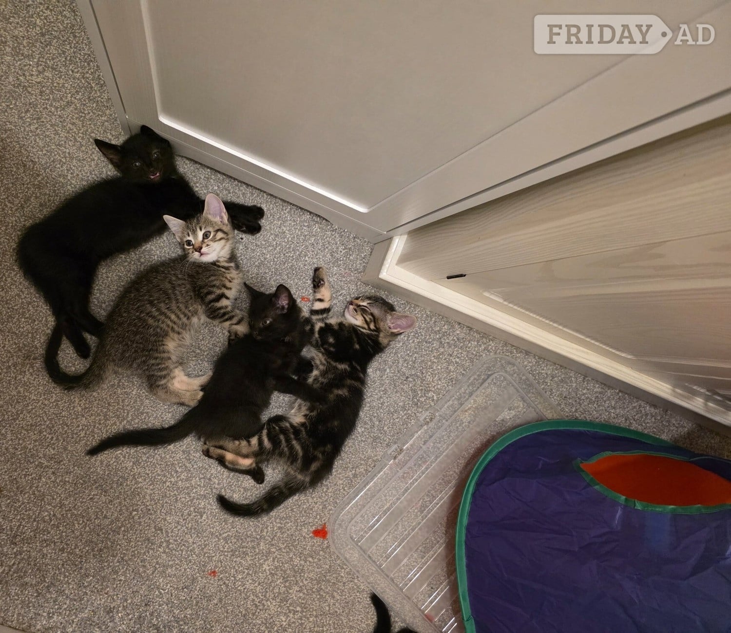 Female Bengal x kittens
