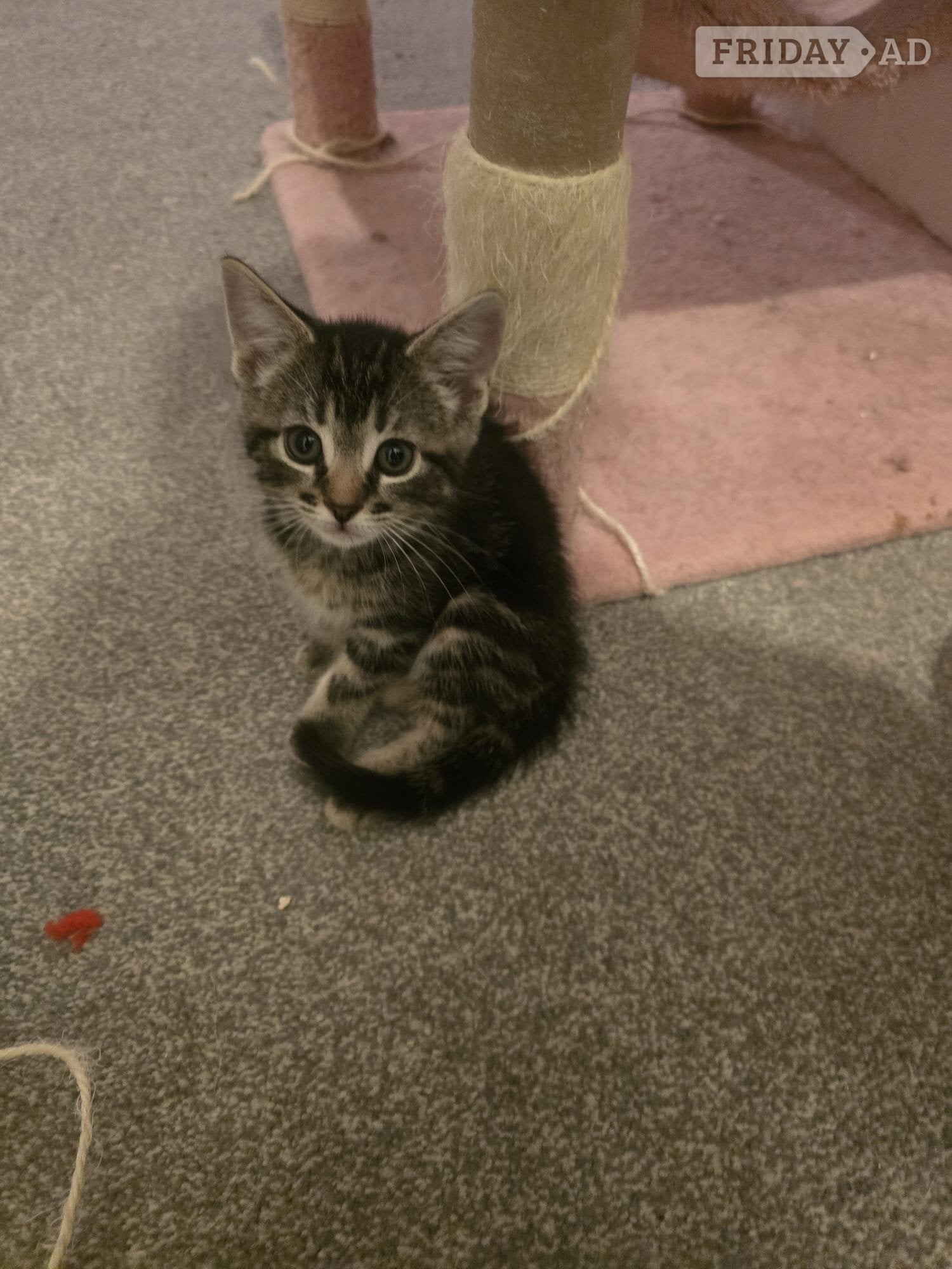 Female Bengal x kittens in Worthing