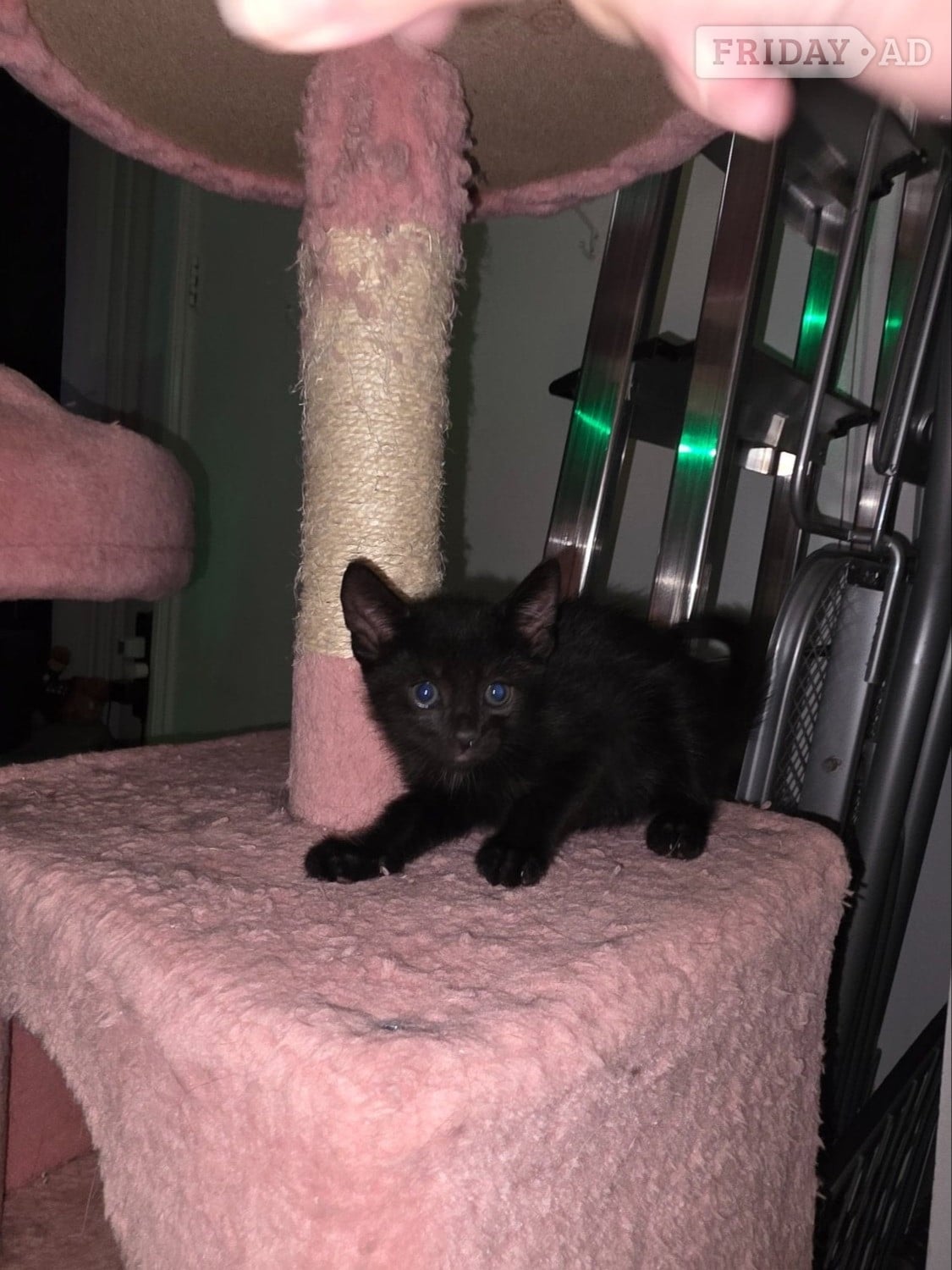 Female Bengal x kittens - Cats & Kittens in Worthing