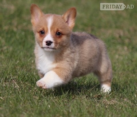  Originating in Wales 2 Pembroke Welsh Corgi Puppies Available For Good Homes in Brackley