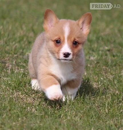  Originating in Wales 2 Pembroke Welsh Corgi Puppies Available For Good Homes