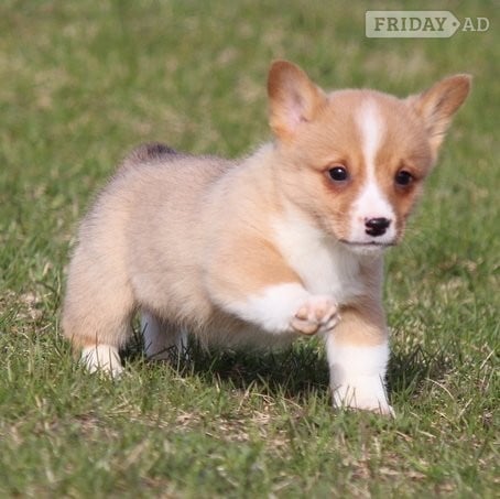 Brackley  Originating in Wales 2 Pembroke Welsh Corgi Puppies Available For Good Homes