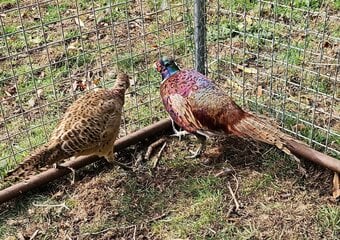 Ringneck Pheasants cocks hens pairs