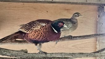 Ringneck Pheasants cocks hens pairs