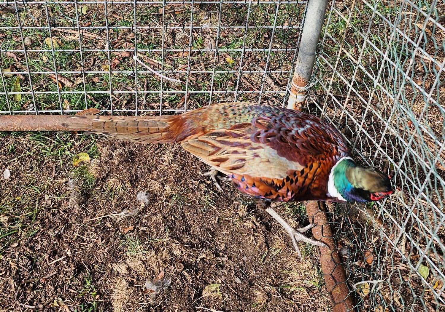 Ringneck Pheasants cocks hens pairs - Poultry