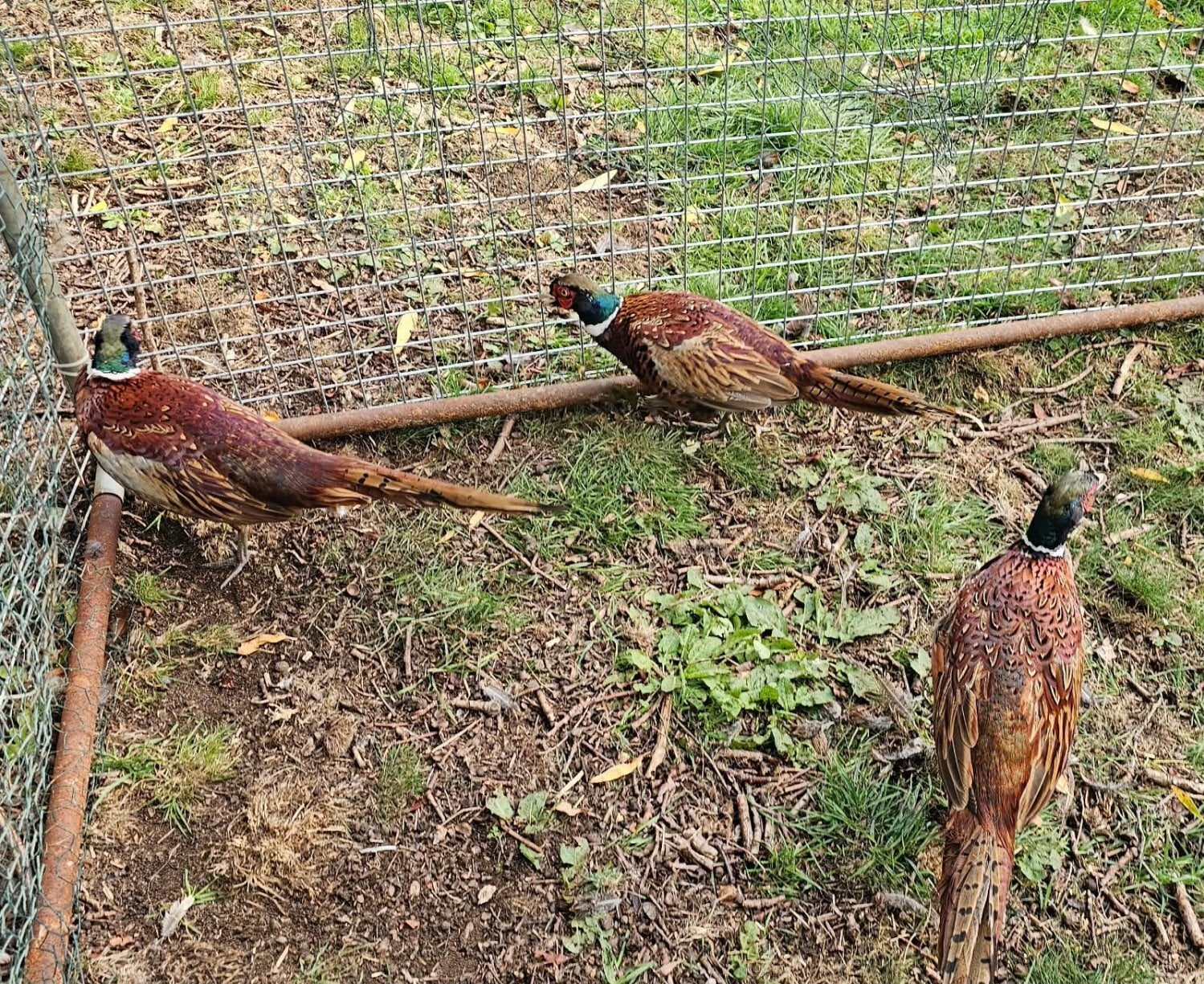 Swindon Ringneck Pheasants cocks hens pairs