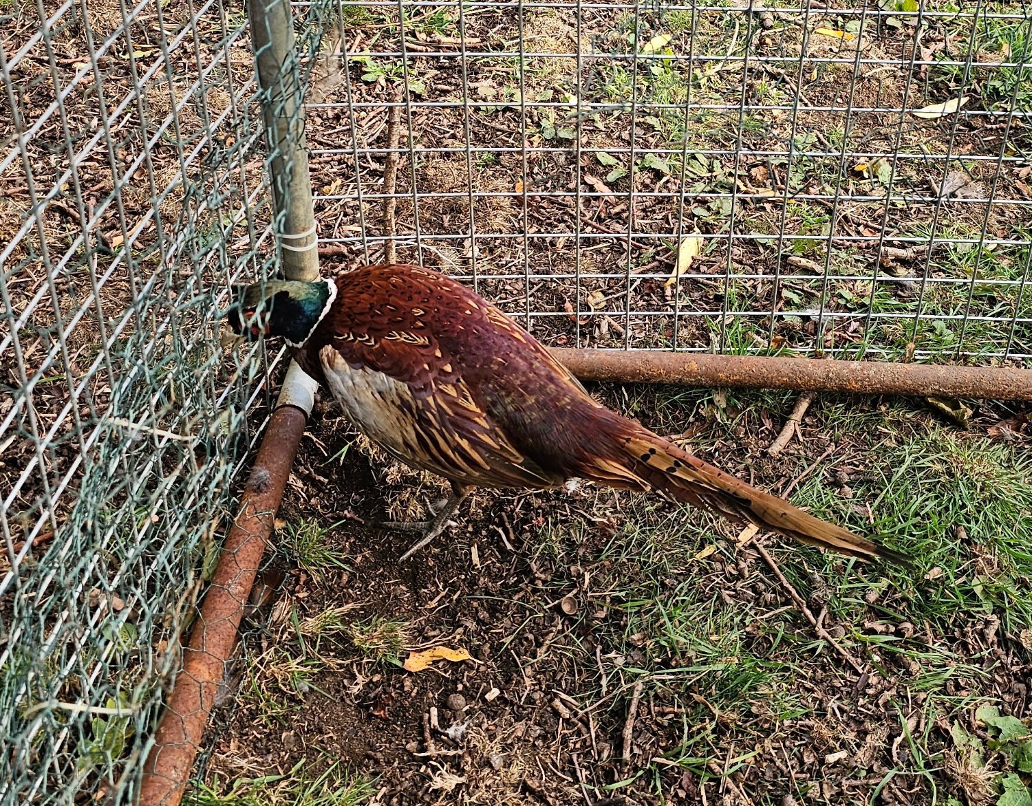 Ringneck Pheasants cocks hens pairs - Poultry in Swindon