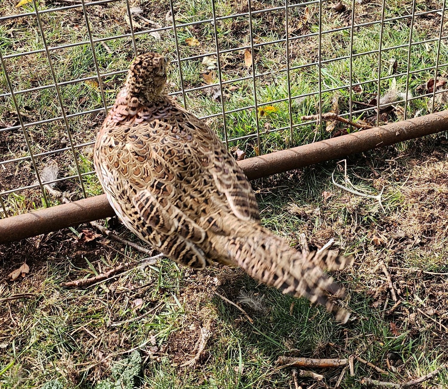 Ringneck Pheasants cocks hens pairs