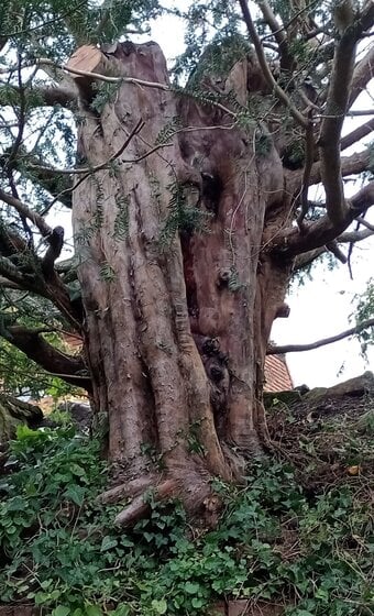 Yew tree and logs fr woodcarving