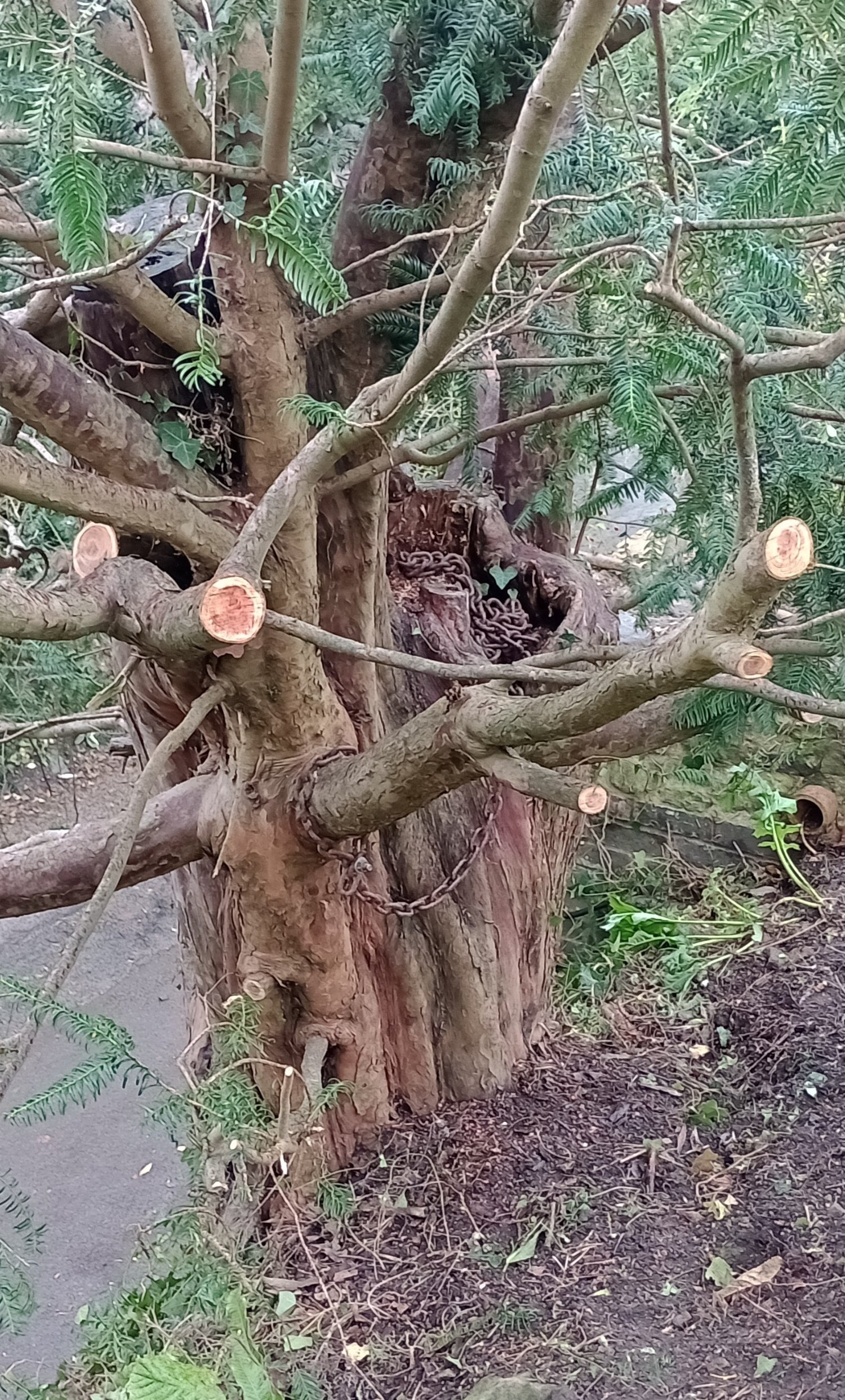 Yew tree and logs fr woodcarving