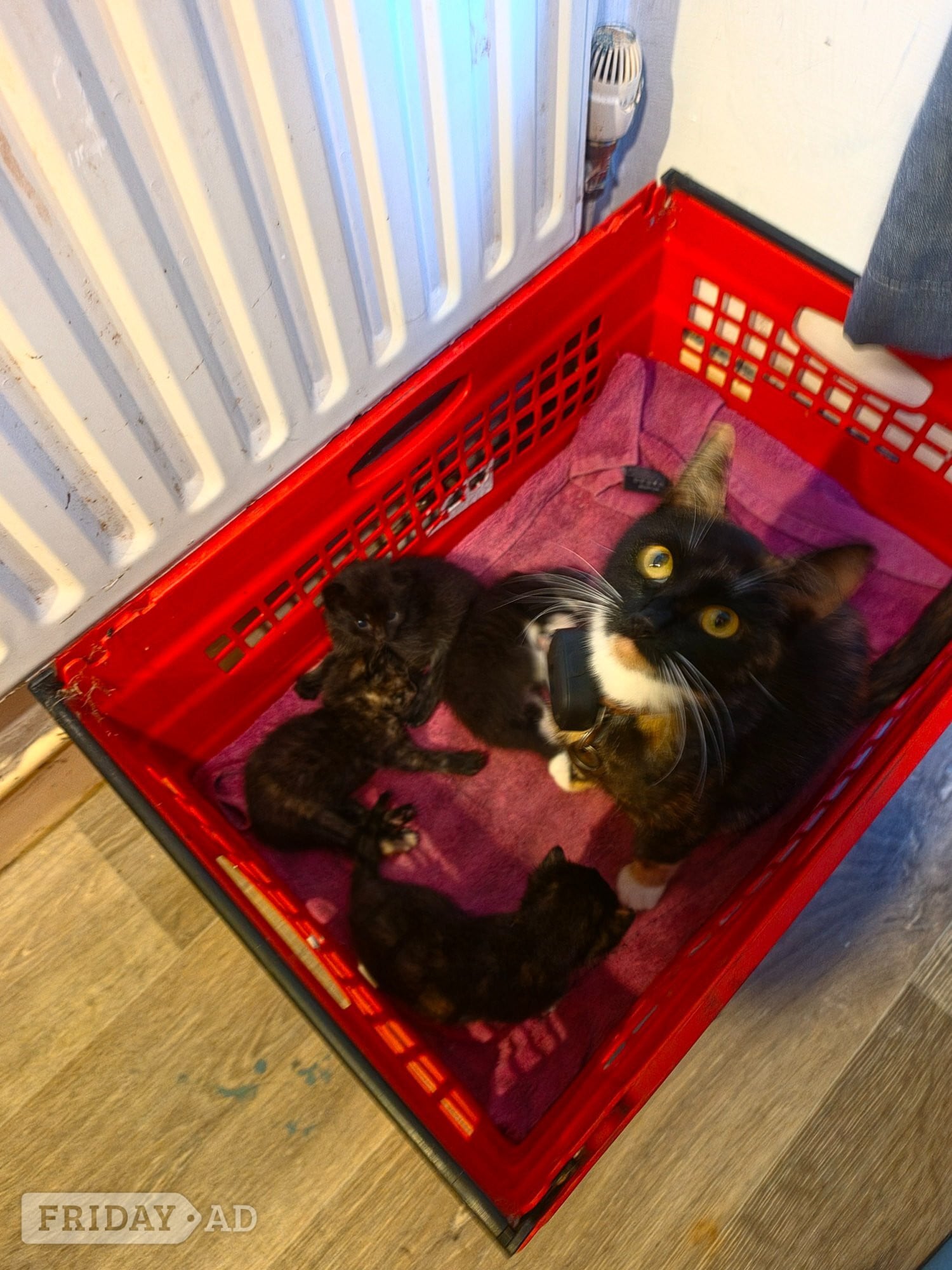 2 female kittens for sale in Littlehampton