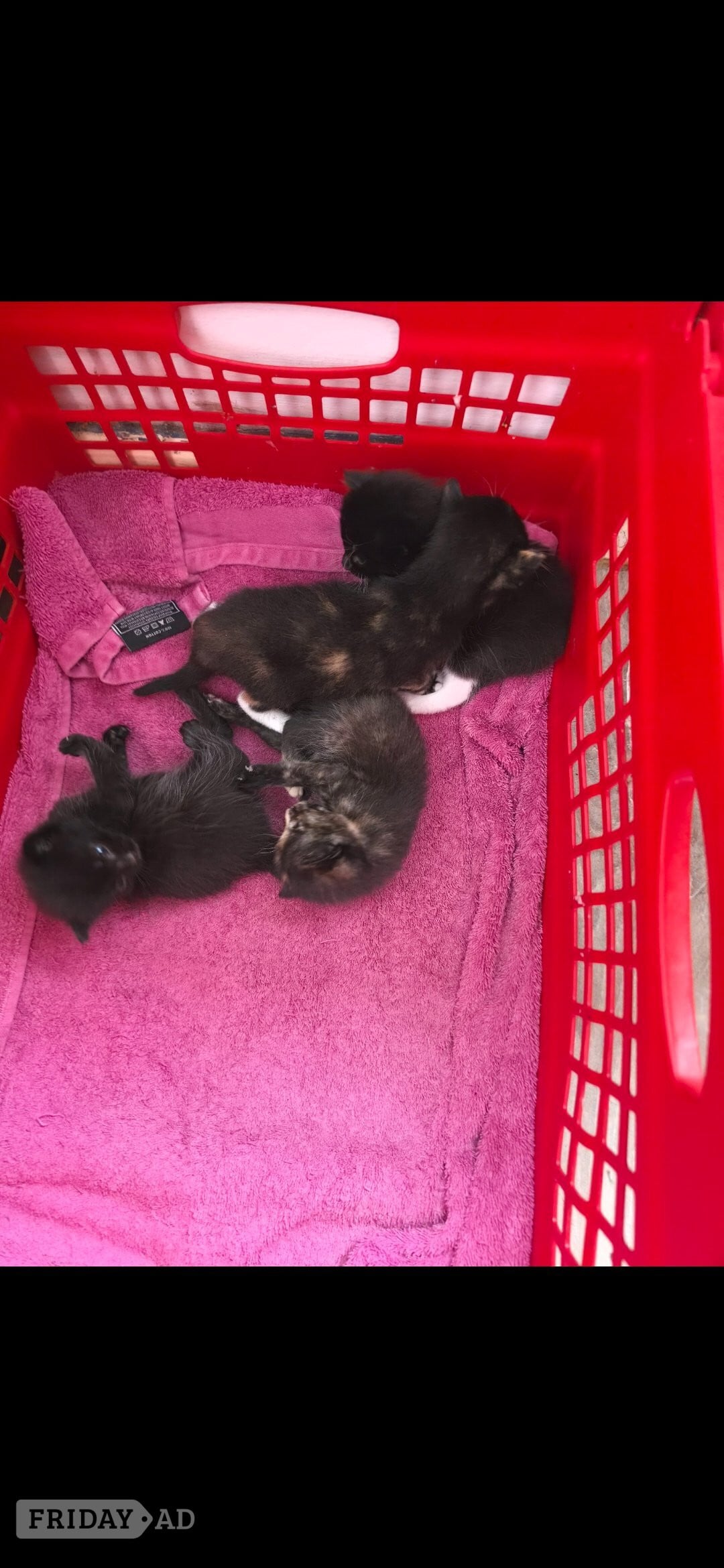 2 female kittens for sale