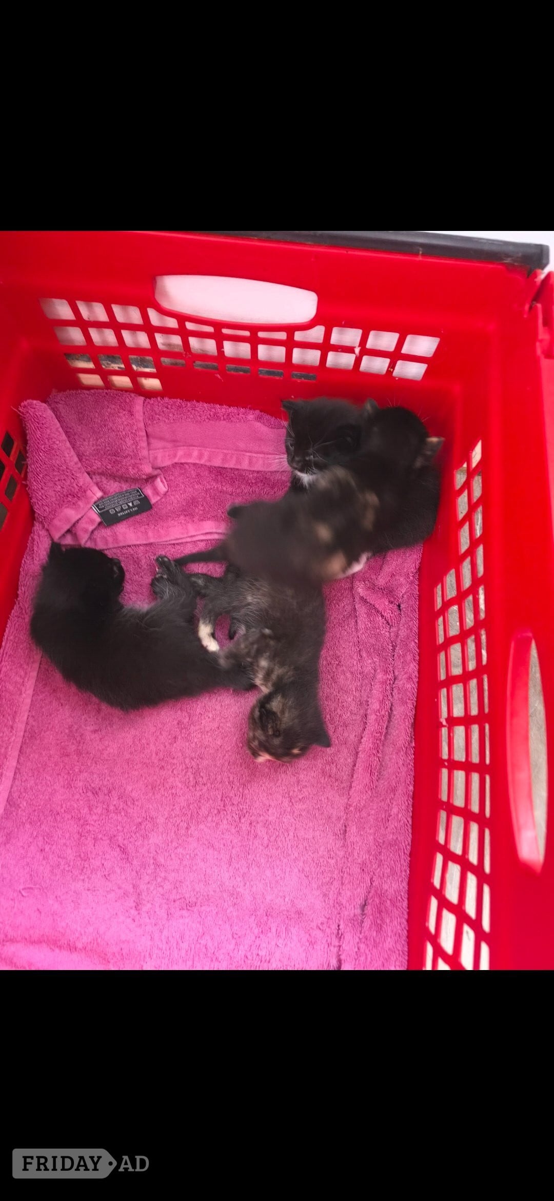 Littlehampton 2 female kittens for sale