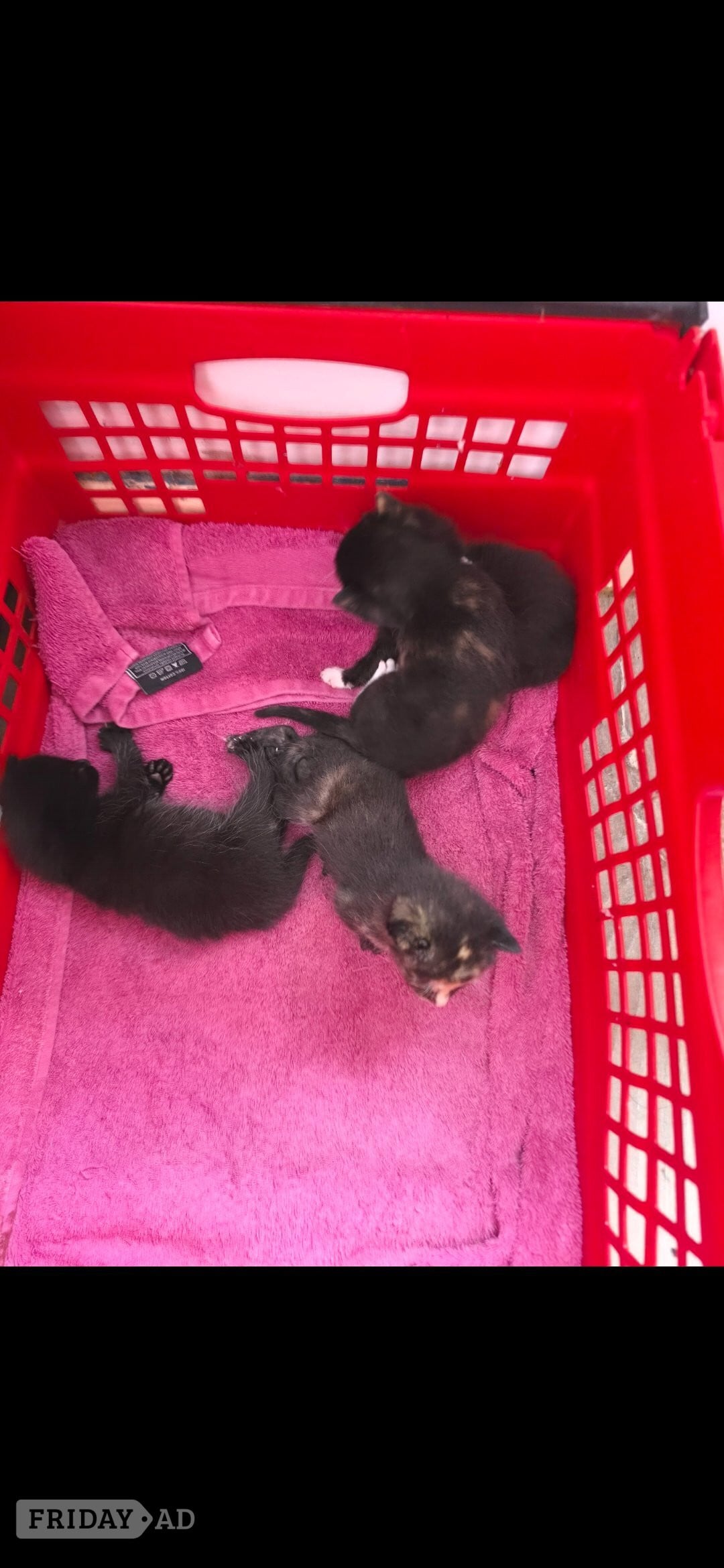 2 female kittens for sale - Cats & Kittens in Littlehampton