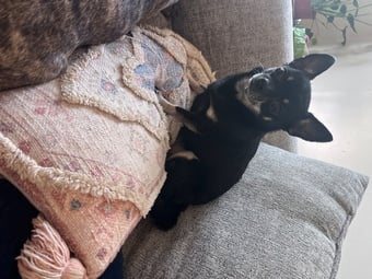 Urgent home needed 
