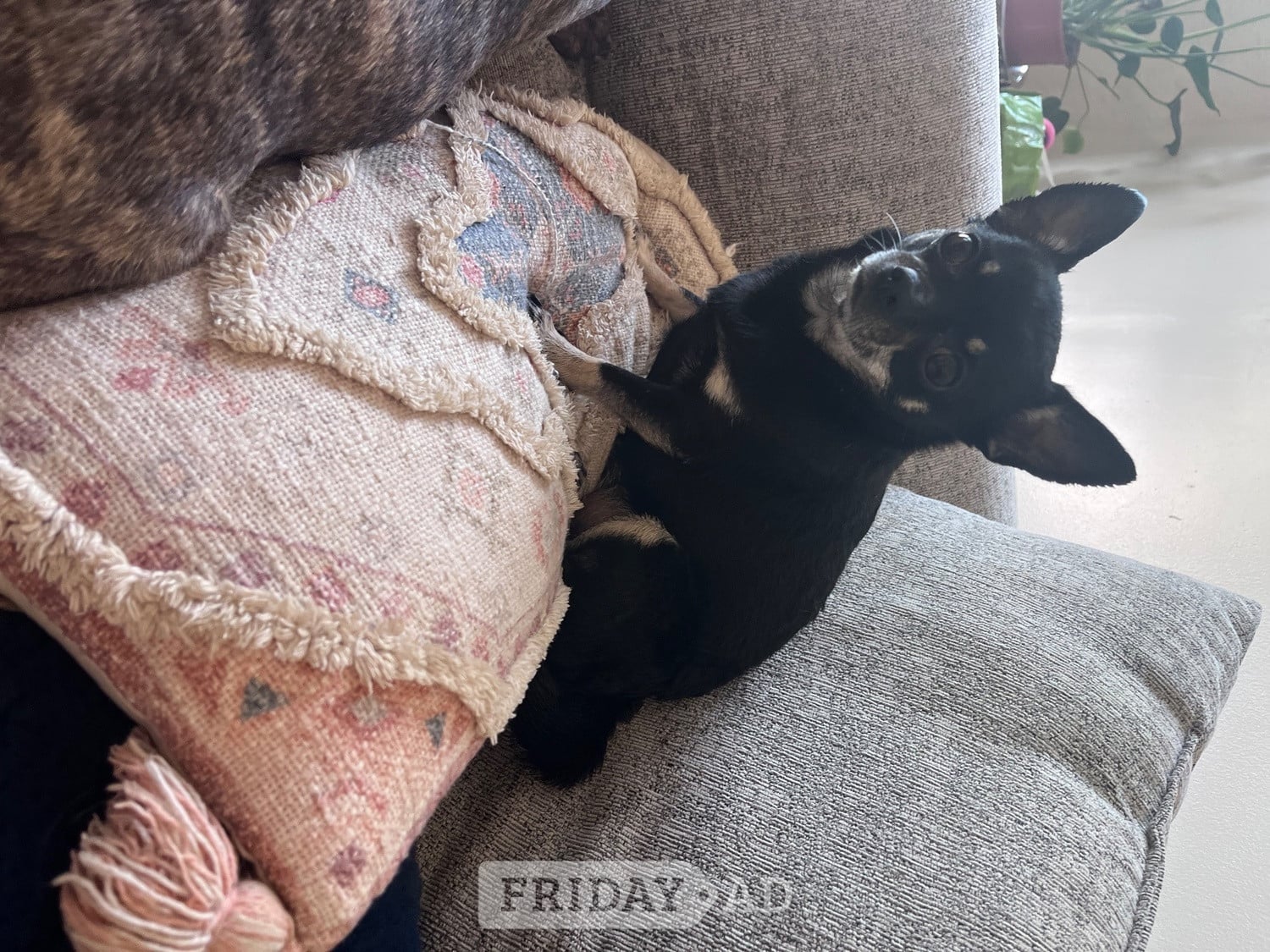 Urgent home needed  in Brighton