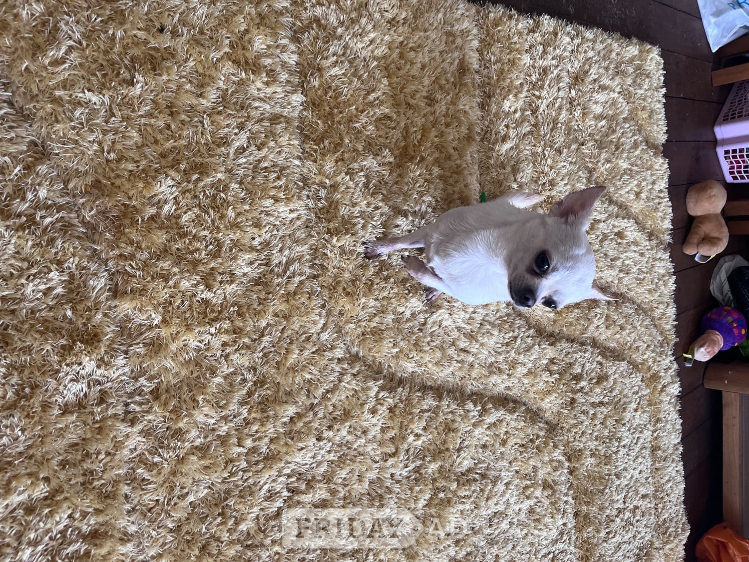 Urgent home needed 