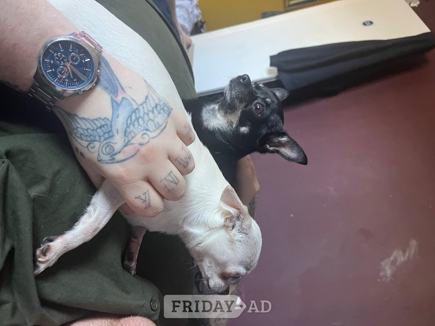 Brighton Urgent home needed 