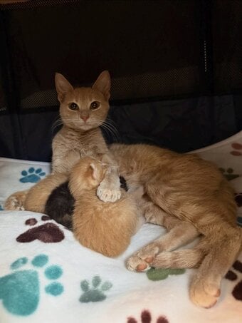  2 beautiful kittens 
