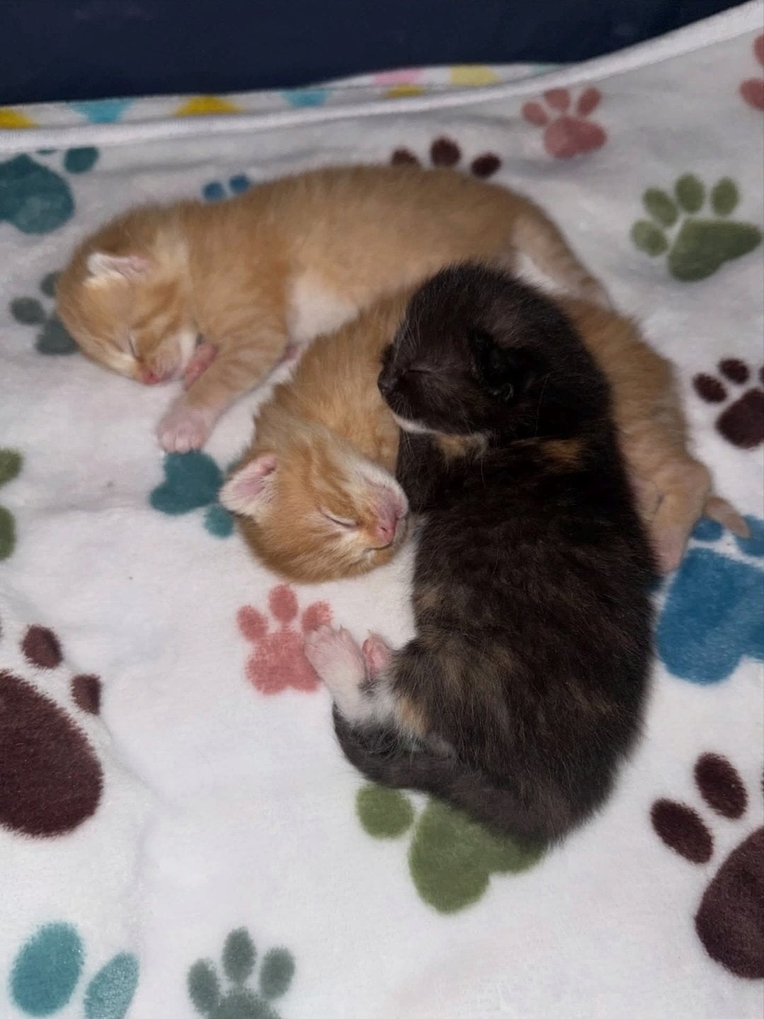  2 beautiful kittens 