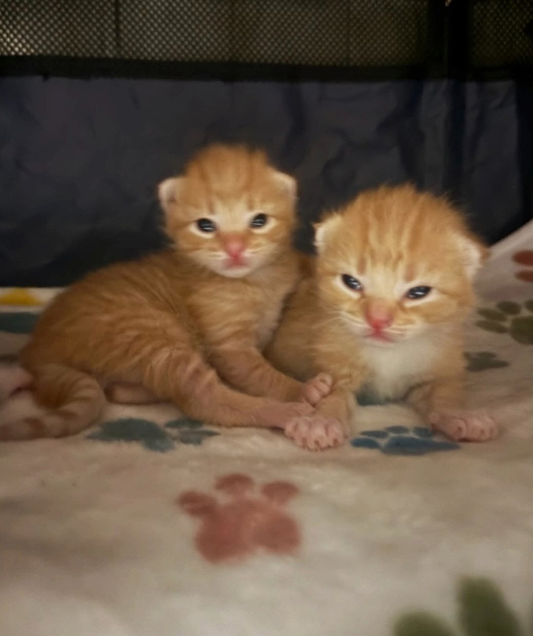  2 beautiful kittens  - Cats & Kittens in Brighton
