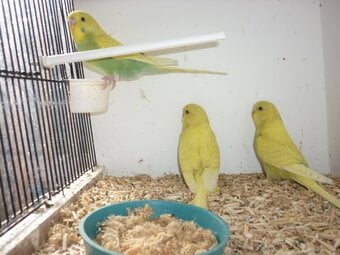 Baby budgies ready for new homes