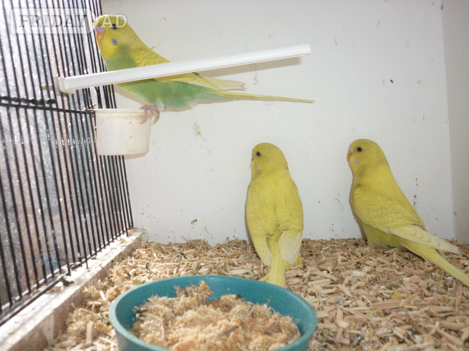 Baby budgies ready for new homes in Washington