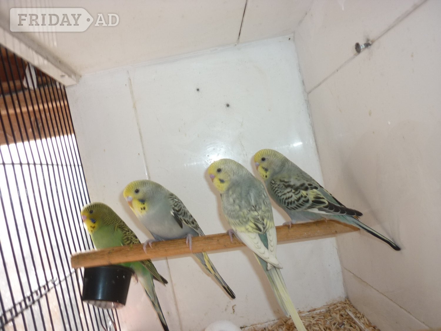 Baby budgies ready for new homes