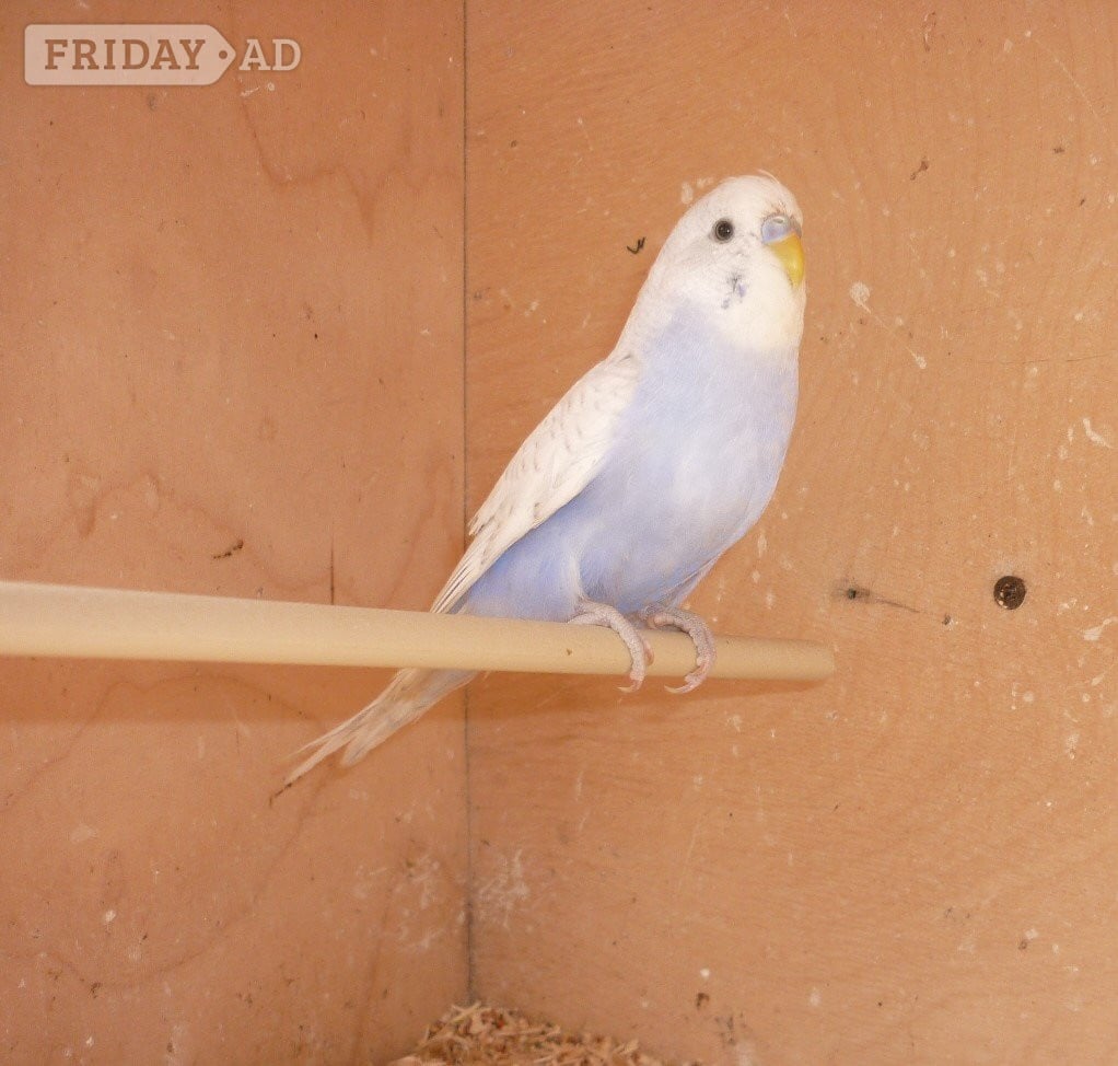 Washington Baby budgies ready for new homes