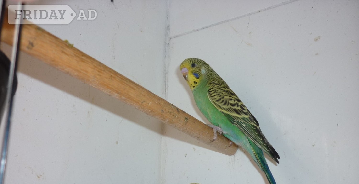 Baby budgies ready for new homes - Birds in Washington
