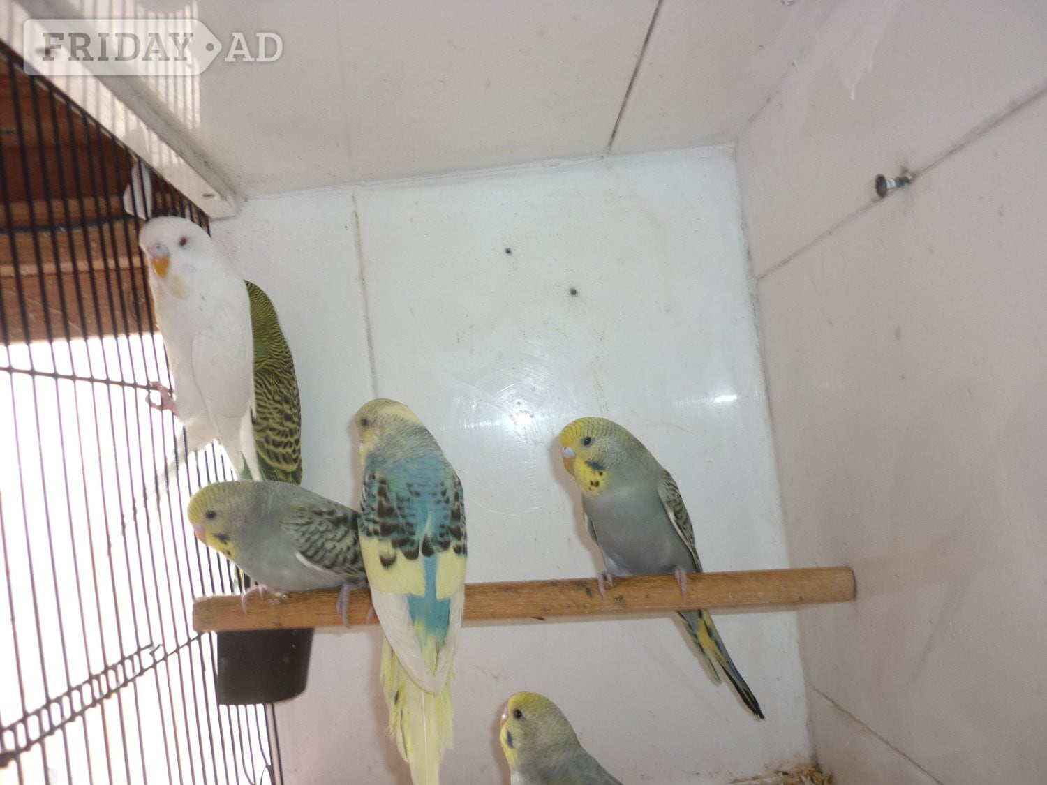 Baby budgies ready for new homes - Birds