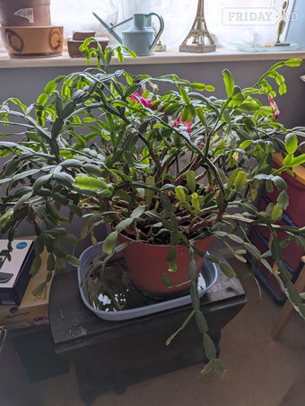 large christmas cactus