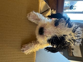 Gorgeous cockapoo puppy’s looking for the forever home 