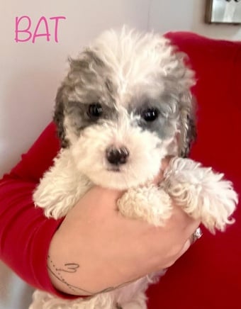 Gorgeous cockapoo puppy’s looking for the forever home 