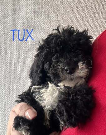 Gorgeous cockapoo puppy’s looking for the forever home 